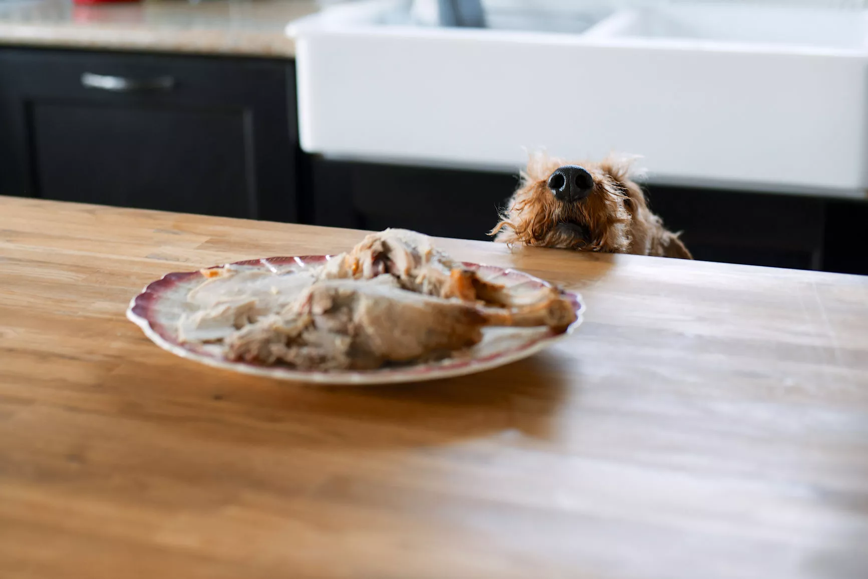 dog counter surfing