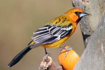 10 Types of Orioles with Pictures and Identification