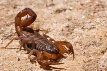 3 Common Scorpions in Oklahoma (Pictures and Identification)
