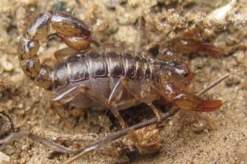 43 Types of Scorpions in Arizona (Pictures and Identification)