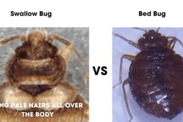 15 Bugs that Look like Bed Bugs (Pictures and Identification)