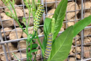 Swallowtail Caterpillar Care Guide for Raising Them Successfully