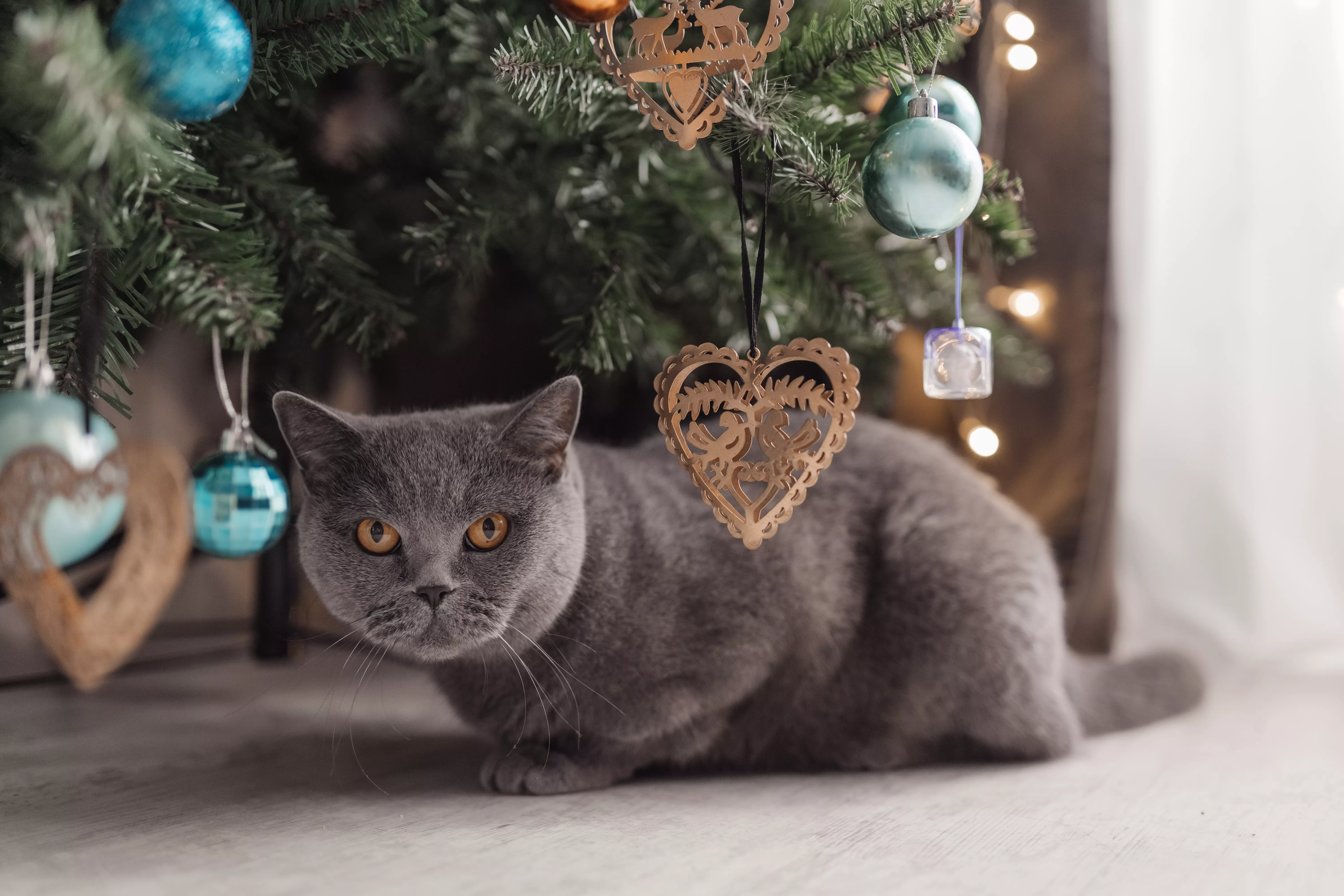 Tabby cat plays at the Christmas tree, Christmas holidays