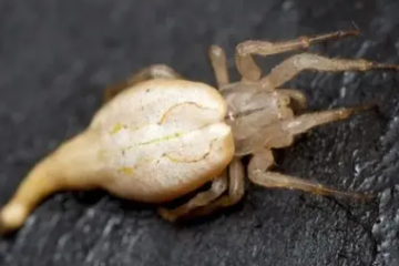 15 Spiders That Look Like Scorpions (But They Aren’t)