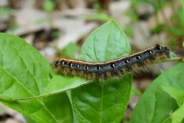 Tent Caterpillars Identification and Control Tips