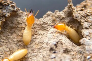 10 Bugs That Look Like Termites with Pictures and Identification