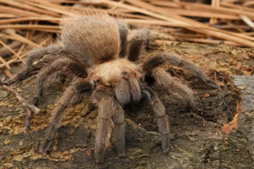 40 Types of Brown Spiders in Texas (Pictures and Identification)