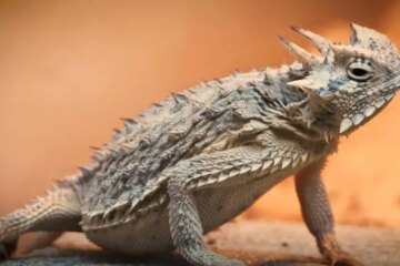 60 Types of Lizards in Texas (With Pictures and Identification)