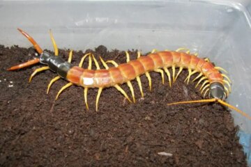 6 Most Common Texas Centipede Species (With Pictures)