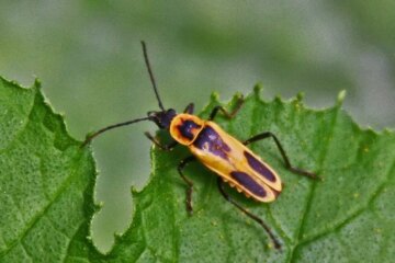 59 Yellow Beetles with Black Spots (Pictures and Identification)