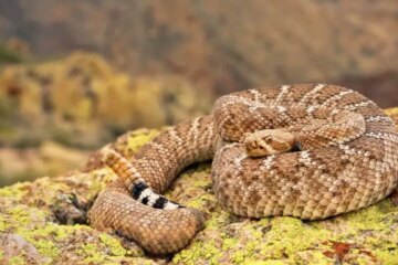 13 Venomous Snakes in Arizona (With Pictures and Identification)
