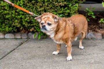 10 Things Dogs Hate: Actions Humans Do That Annoy Their Canine Companions