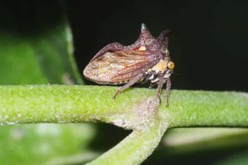 32 Types of Bugs in Florida with Pictures and Identification