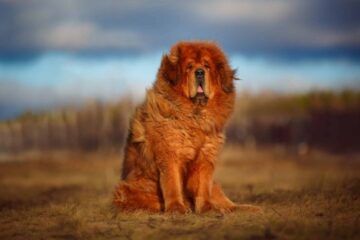 Tibetan Mastiff: The King of Dogs