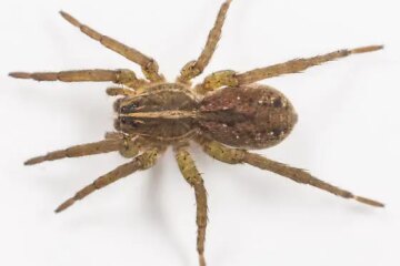 11 Types of Wolf Spiders in California: Identification and Pictures