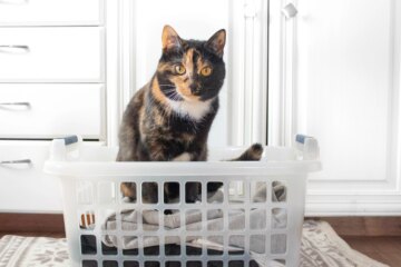 10 Best Cats for Apartments: Breeds Perfect for Small Spaces