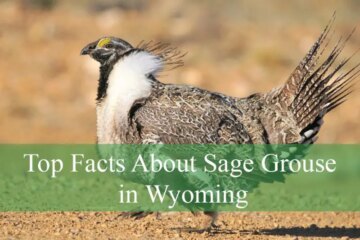 Top Facts About Sage Grouse in Wyoming You Should Know