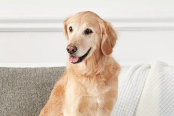 15 Friendliest Canine Companions That Love People