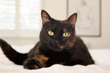 10 Must-Know Facts About Tortoiseshell Cats