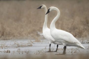 3 Types of Swans in Michigan (With Pictures and Identification)