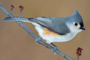 33 Black Birds with White Belly Species (Pictures and Identification)