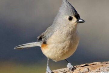 35 Most Common Birds in Mississippi (Pictures and Identification)