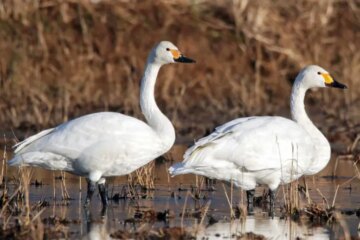 47 Types of White Birds (With Pictures and Identification)
