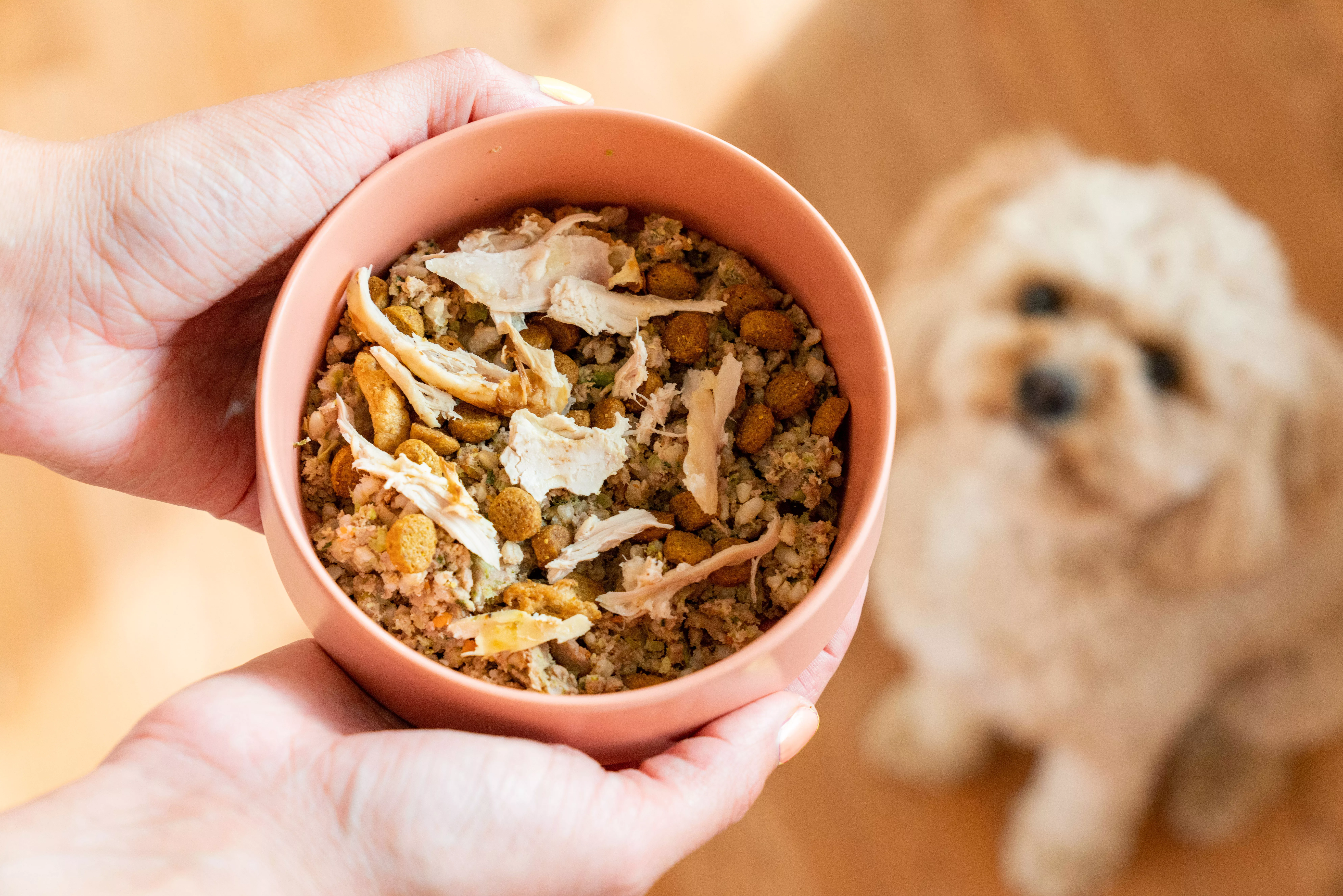 Turkey pieces added to bowl of dog food with dog looking at bowl