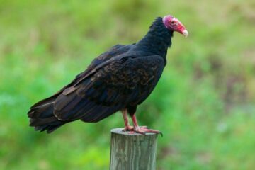 3 Types of Vultures in Texas (Pictures and Identification)