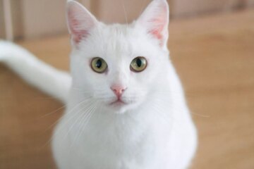 20 Stunning White Cat Breeds Every Feline Lover Should Discover