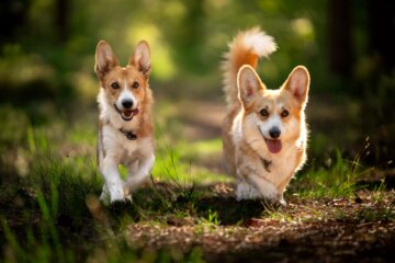 19 Adorable Dogs With Short Legs Who Will Be Your New Best Friend