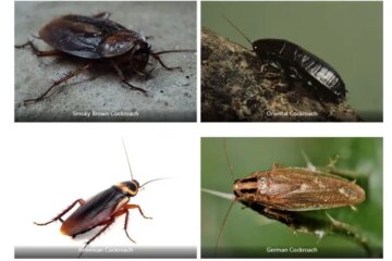 24 Bugs That Look Like Cockroaches (Pictures and Identification)