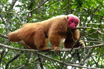 48 Animals That Start With U (With Pictures and Names)