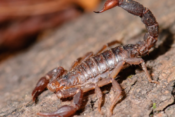 Are There Scorpions in Tennessee? Facts That May Surprise You