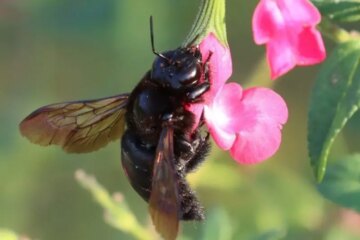 30 Types of Bees in Arizona (With Pictures and Identification)