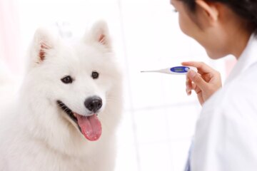 How to Take Your Dog’s Temperature: A Practical Guide for Pet Owners