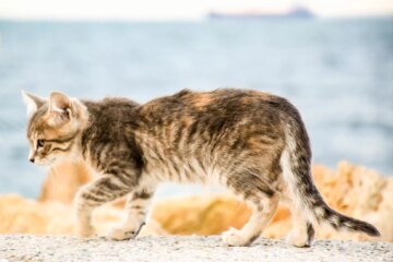 How to Tell If Your Cat’s Rear Quarters Are Healthy