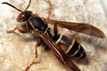 20 Types of Small Flying Bugs In House (With Pictures)