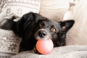 12 Ways Dogs Show Love