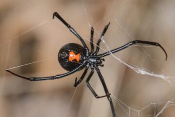 34 Spiders in New Mexico (Pictures and Identification)