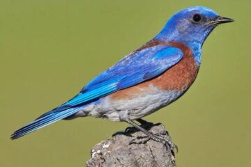 17 Blue Birds in California (Pictures and Identification)