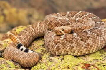 64 Types of Snakes in Texas (With Pictures and Identification)