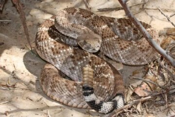 16 Types of Rattlesnakes in Arizona (Pictures and Identification)