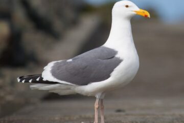 21 Types of Gulls in California (With Pictures and Identification)