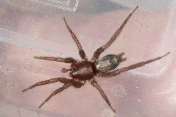 46 Arizona Spiders (Spiders in Arizona with Pictures, Identification)