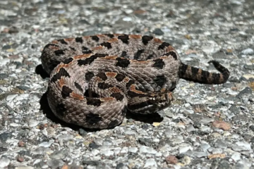 55 Oklahoma Snakes (Snakes in Oklahoma, Pictures, Identification)