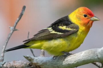 43 Birds with Red Heads (With Pictures and Identification)