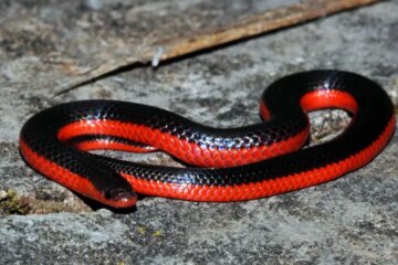 50 Missourin Snakes (With Pictures and Identification)