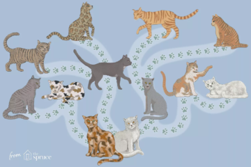 Is Your Cat a Pure Breed?