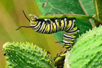 What Do Caterpillars Eat? Top Plants Caterpillars Love